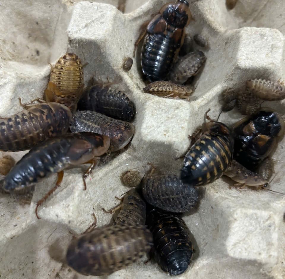 Gián Dubia cho cá rồng cá cảnh với kích thước phù hợp, dễ tiêu hóa và giàu dinh dưỡng